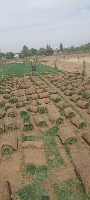 Perforator, bolgarka, drell xizmatlari, gazon ekish  ishlari  24/7