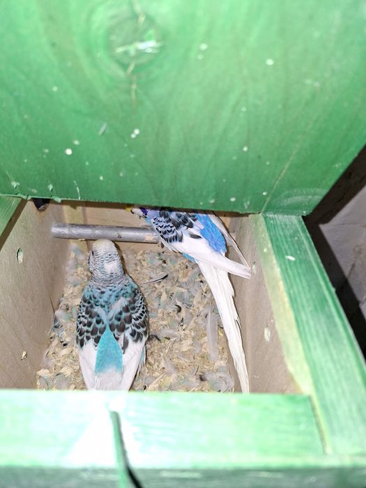 Volnistiy popugay para.