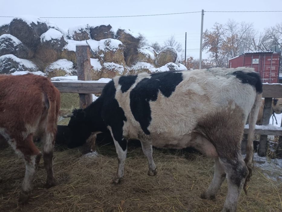 Продаётся молочные корова