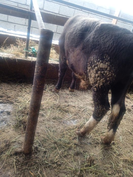 Бык бұқа семіз кемі бар залиний