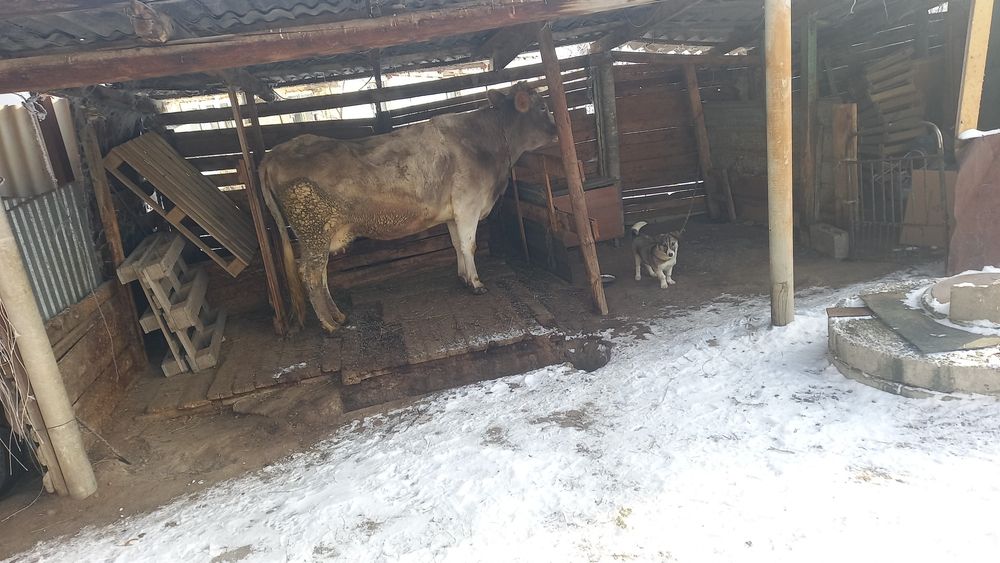 Продам коровууууу