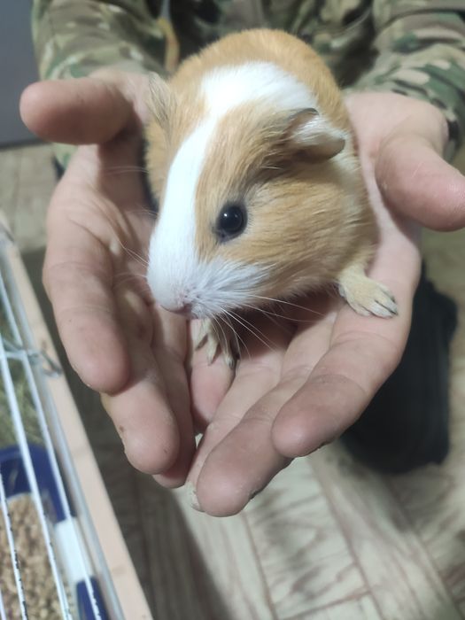 Продам Морскую Свинку