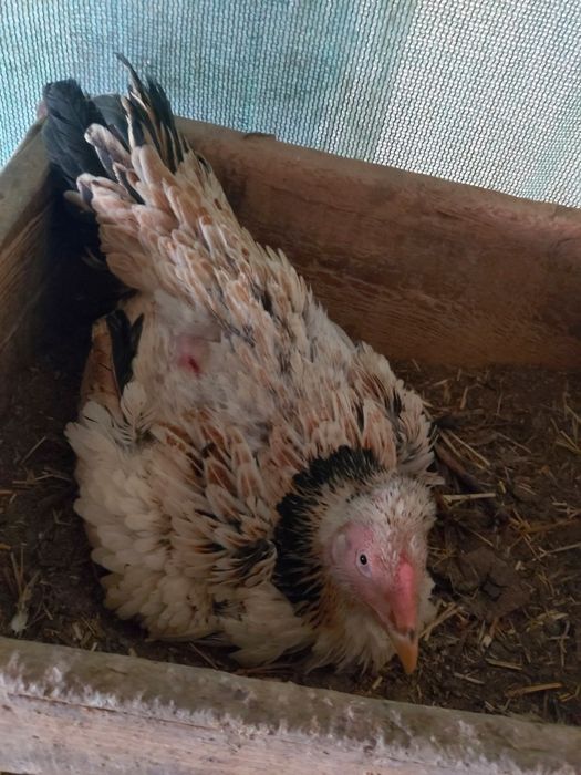 Kuruk tovuq sotiladi