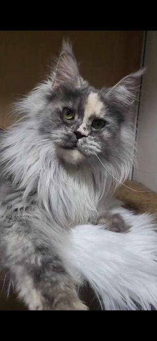 Кошка породы Мейн кун