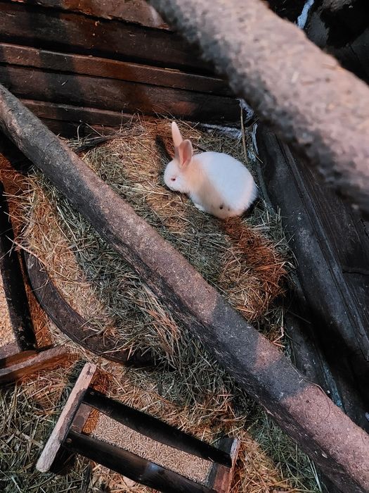 Кролики белый великан 1.5 мес