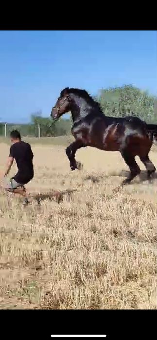 Улокчи от сотилади