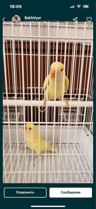 Неразлучники пара