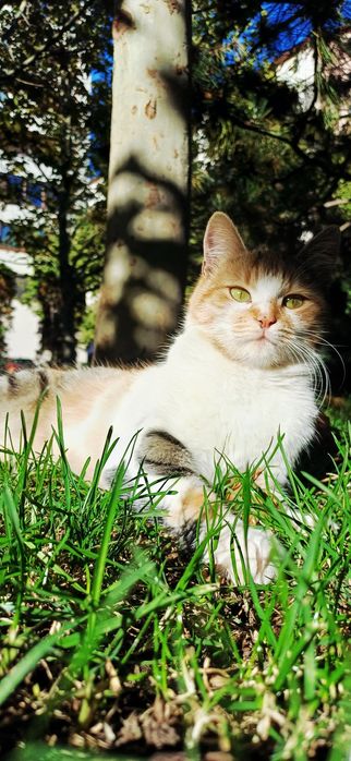 Adopție responsabilă – Ciocârlica își caută ACASĂ