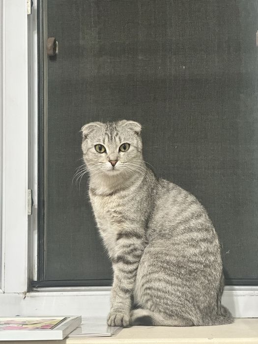 Шотландские кошки