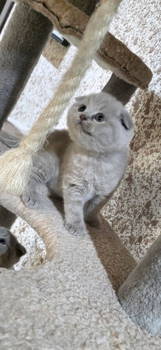 Шотландски клепоухи котки Женско и Мъжко