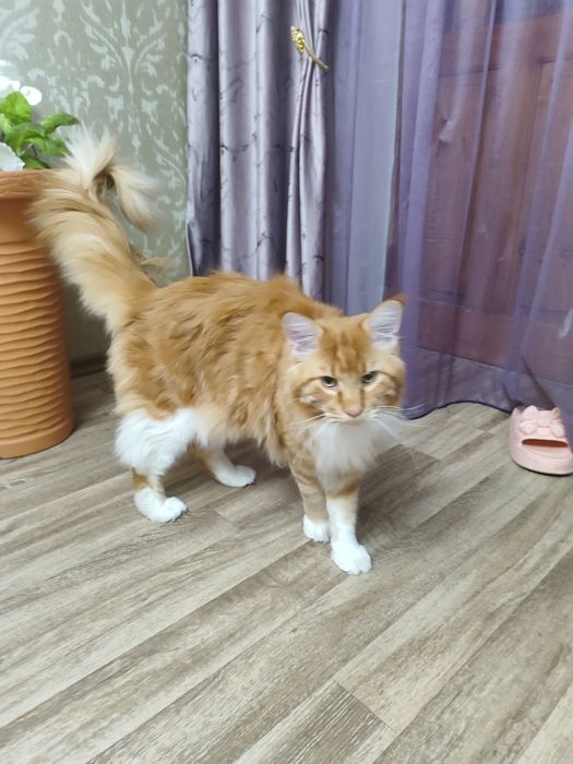 Продам кота мейнкун