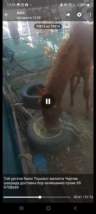 Той ургочи сотилади
