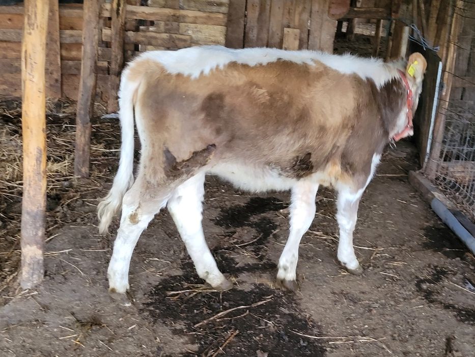 2   vitele superbe   de   6 luni  !!