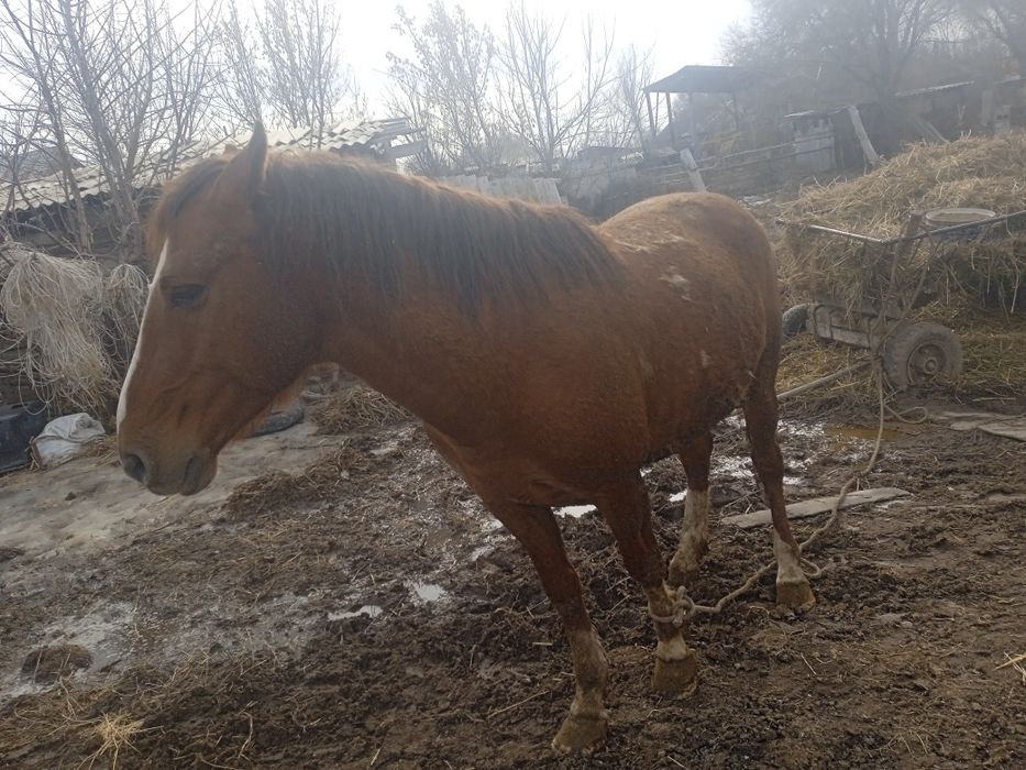 Айгыр мыгыр 5 жасар