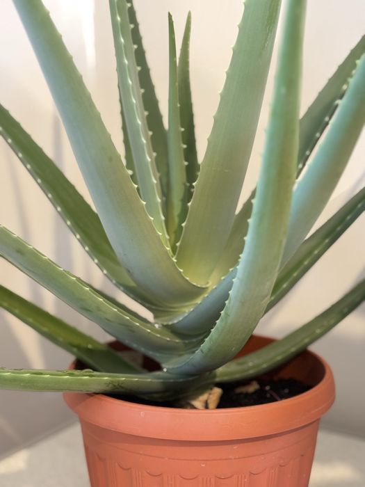 Продается: Алоэ- vera, комнатное растение 4 годика.!