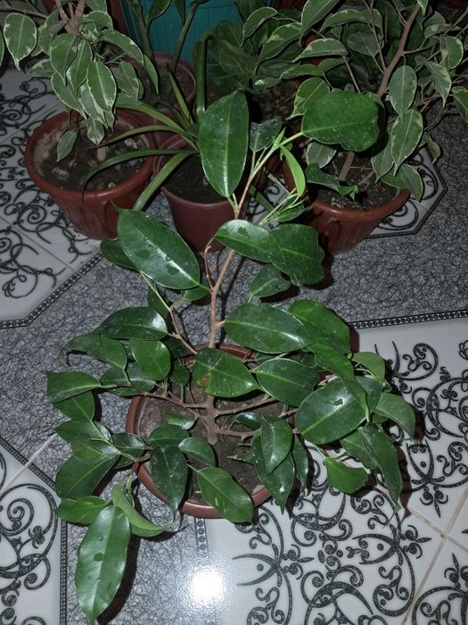 Замиокулькасы Долларовое