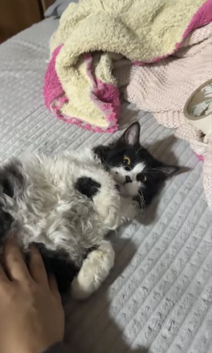 Продаются котята
