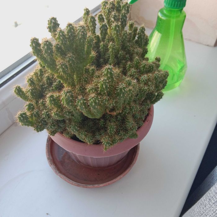 Отдам цветы бесплатно