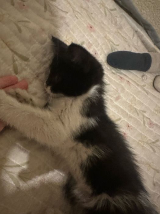 Отдам котиков в дрбрые руки