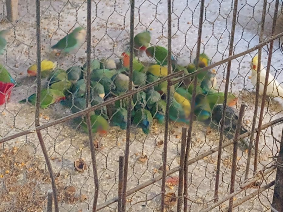 Pui de papagal agapornis