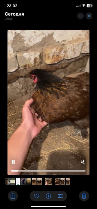 ТАУЫҚ ,Гибрид,курочка