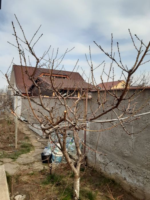 Tăiere pomi fructiferi și trandafiri.