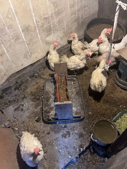 Продам куры несушки
