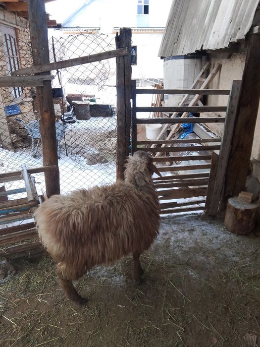 қошқар, қой, баран, кошкар