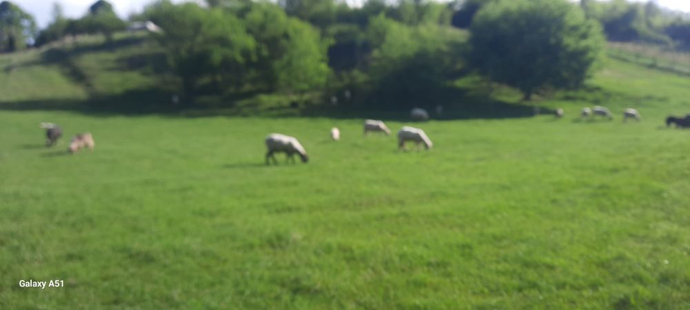 Berbecuți și oi cu mieluțe.