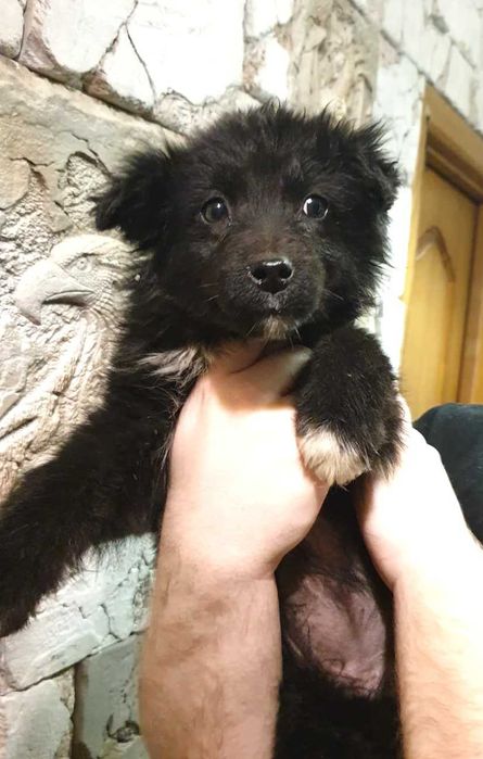 отдам щенков в хорошие руки