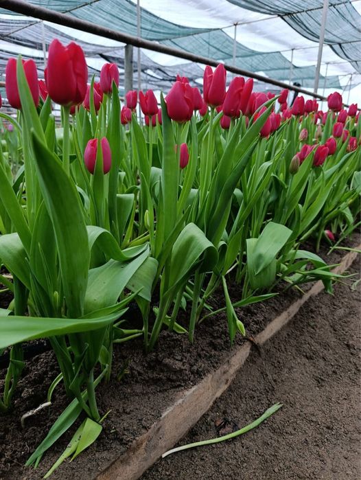 Тюльпаны Алматы 8 март