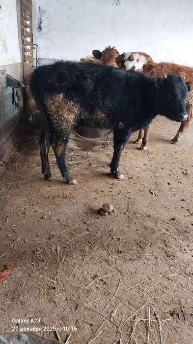 Тёлка Тёлка Тёлка