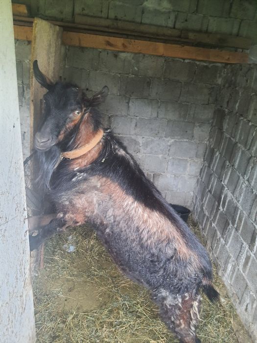Țap de vânzare, bun de montă