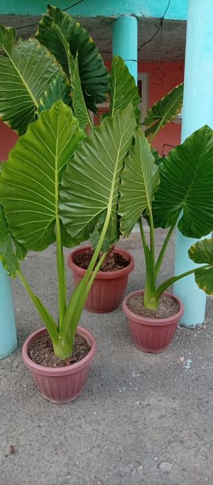 Fil quloq guli tabiiy  manzarali gul 3 ta 2tasi kichik tuvakda 1 katta