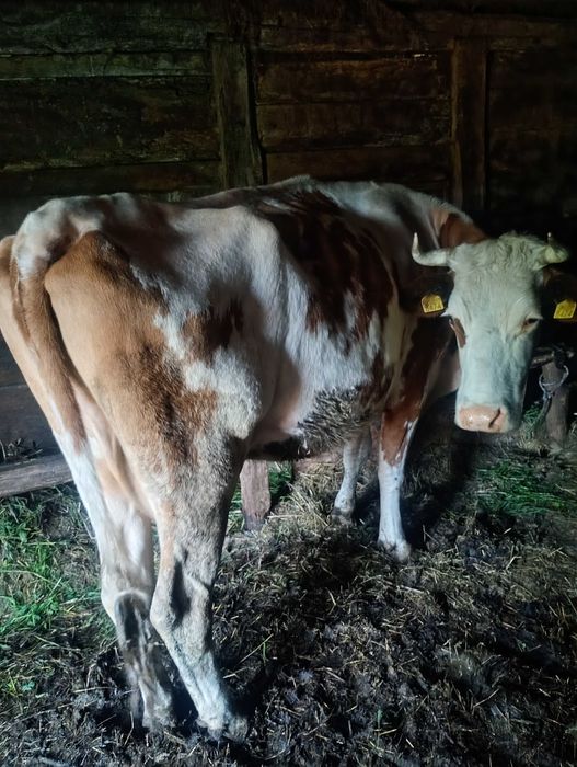 Vând 2 vaci Bălțată românească