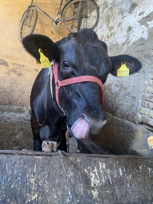Bugoz ġunojin angus