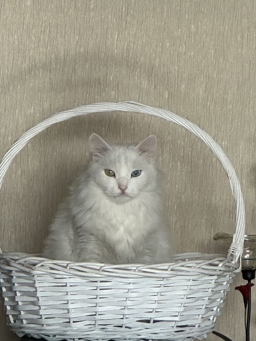 Пропал Кот белый