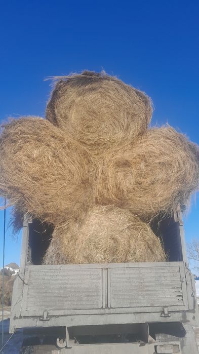 Рулон шоп сатылады луговой