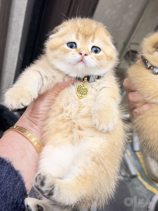 Читокровные котята
