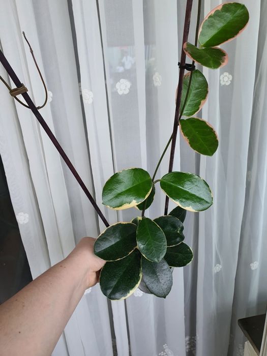 Hoya Australis Blondie cu cresteri noi!