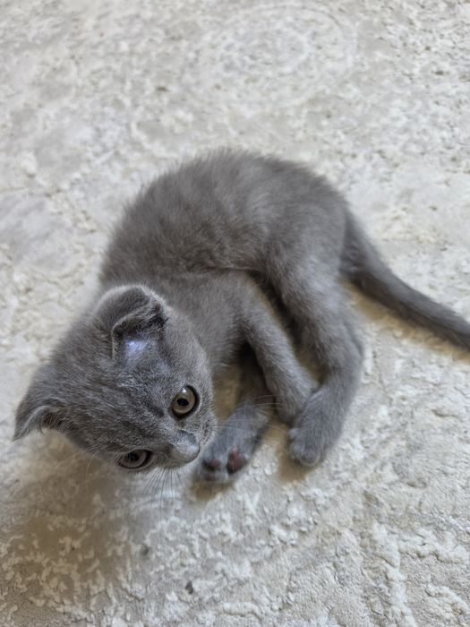 Вислоухий котик продаётся