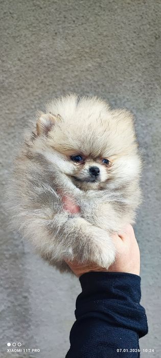 Померани момче и момиче