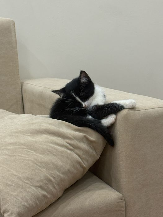Кота отдам даром