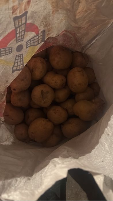 Картошка домашняя