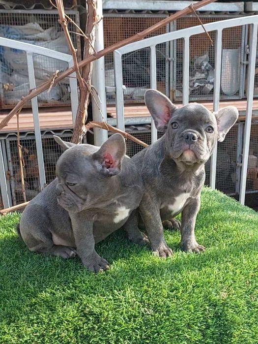 Малыши французики