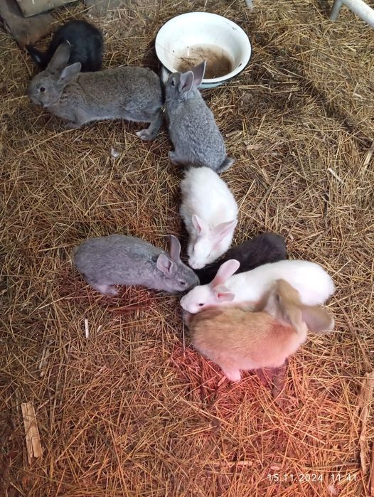 Готовятся на продажу кролики