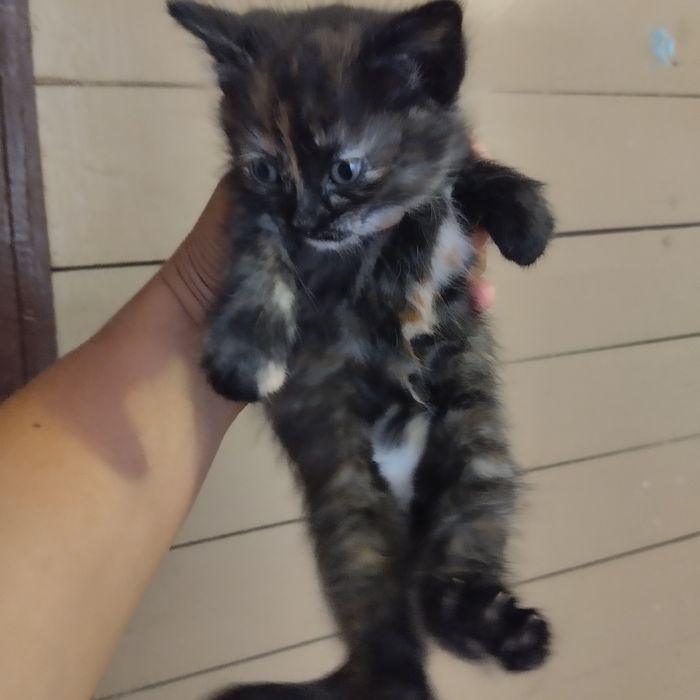 Кошечка в добрые руки!