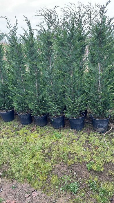 Plante Leylandii pentru Grădina Ta - Servicii Complete Incluse