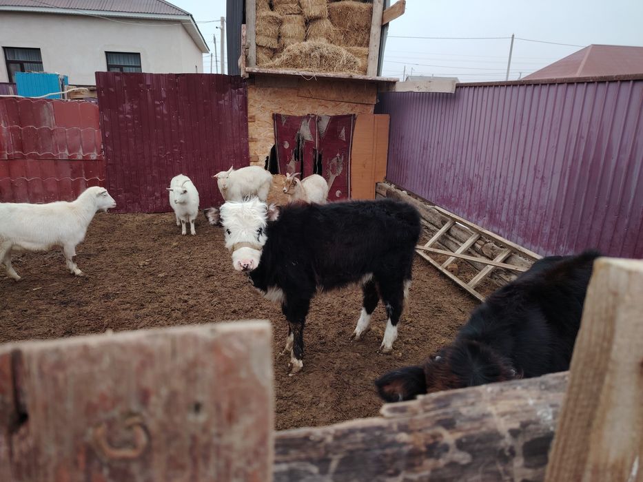 Баспақ сатыладыы