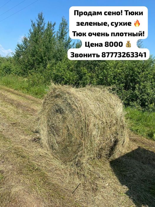 Продам сено в тюках!